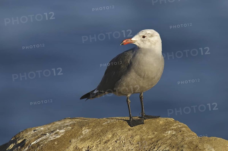 Heermann's Gull (Larus heermanni), California, USA