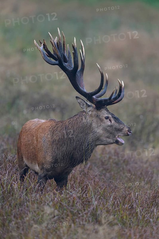 Red deer (Cervus elaphus), capital stag standing in a meadow, rutting, Zealand, Denmark
