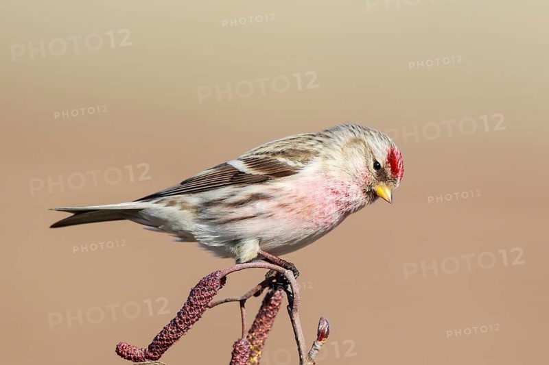 Arctic Redpoll (Acanthis hornemanni) perched on a branch, Netherlands