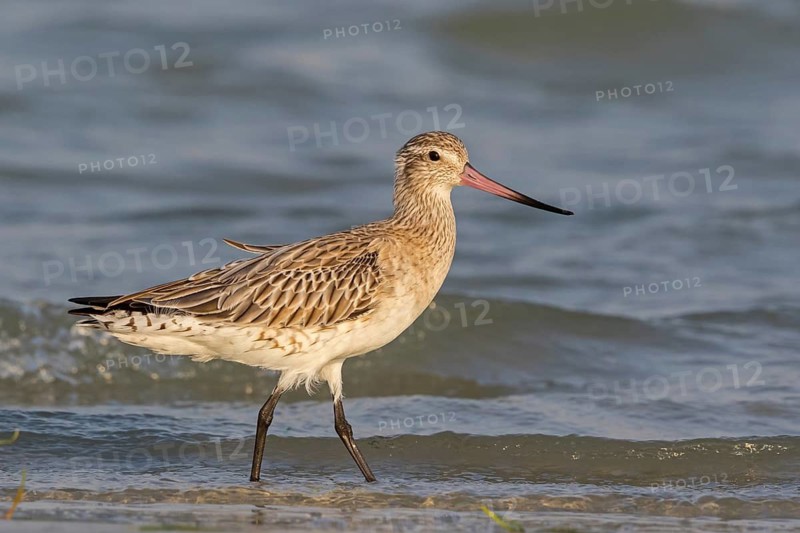 Bar-tailed godwit, (Limosa lapponica), foraging, waters, biotope, animals, birds, snipe, Barr Al Hikman, Al Ghidin, Al Wusta, Oman