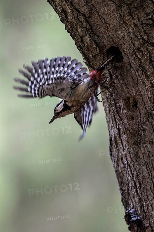 Great spotted woodpecker (Dendrocopos major), taking off, Emsland, Lower Saxony, Germany