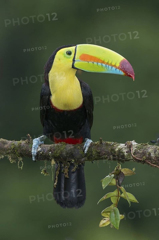 Keel-billed Toucan (Ramphastos sulfuratus), Costa Rica