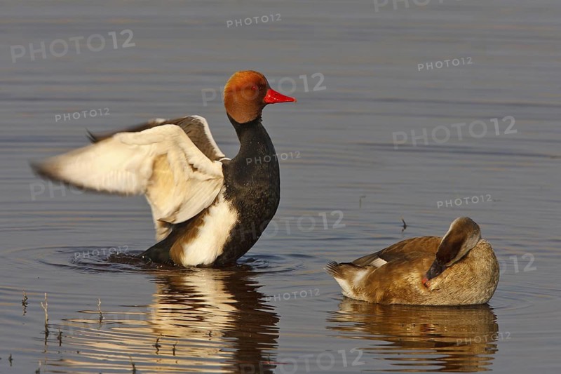 Red-crested Pochard (Netta rufina) pair, Austria