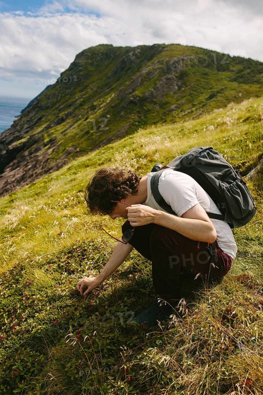 A male hiker carefully picks wild berries on a sunny hillside in Signal Hill, Middle Cove, Newfoundland & Labrador, Canada. The lush green landscape and the hill's steep slope frame the scene, highlighting the activity in this natural setting