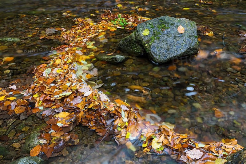 Colourful autumn leaves and stones in Rote Weisseritz in Rabenauer Grund, Rabenau, Saxony, Germany