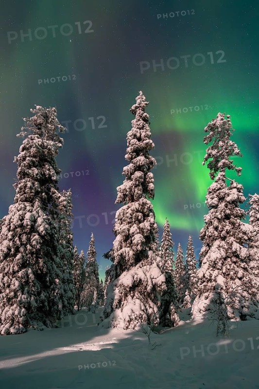 Northern lights, Aurora borealis over snow covered spruce trees on the taiga in winter at night, Riisitunturi National Park, Posio, Lapland, Finland