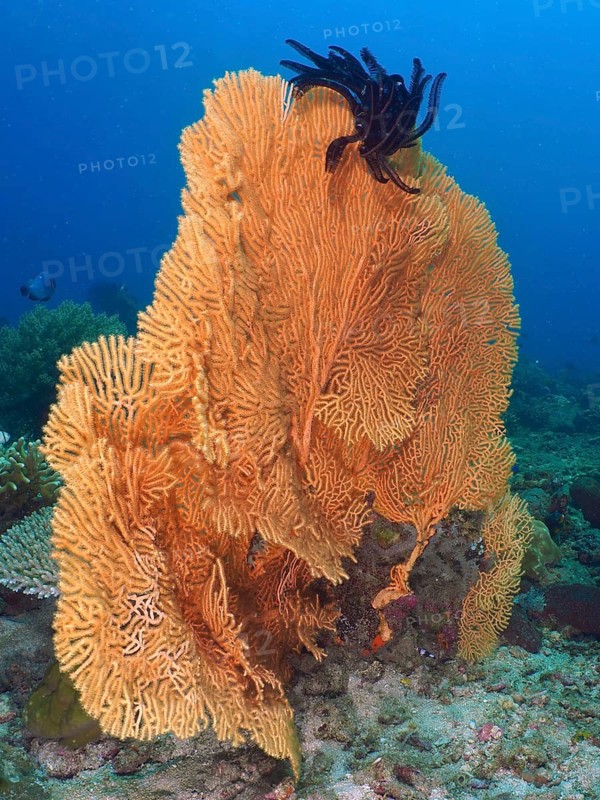 Giant fan coral (Annella mollis) with feather star on sandy bottom in clear blue water, dive site Spice Reef, Penyapangan, Bali, Indonesia