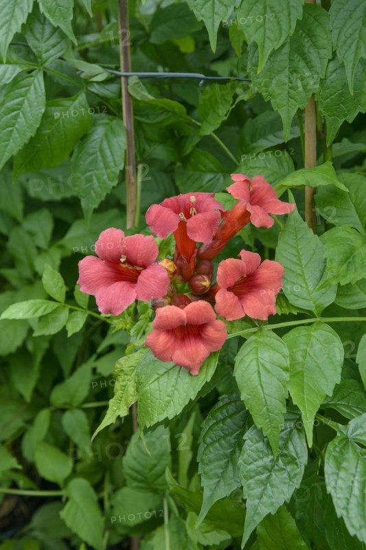 American trumpet bindweed (Campsis radicans 'Stromboli'), BS Sachs, Radebeul, Saxony, Germany