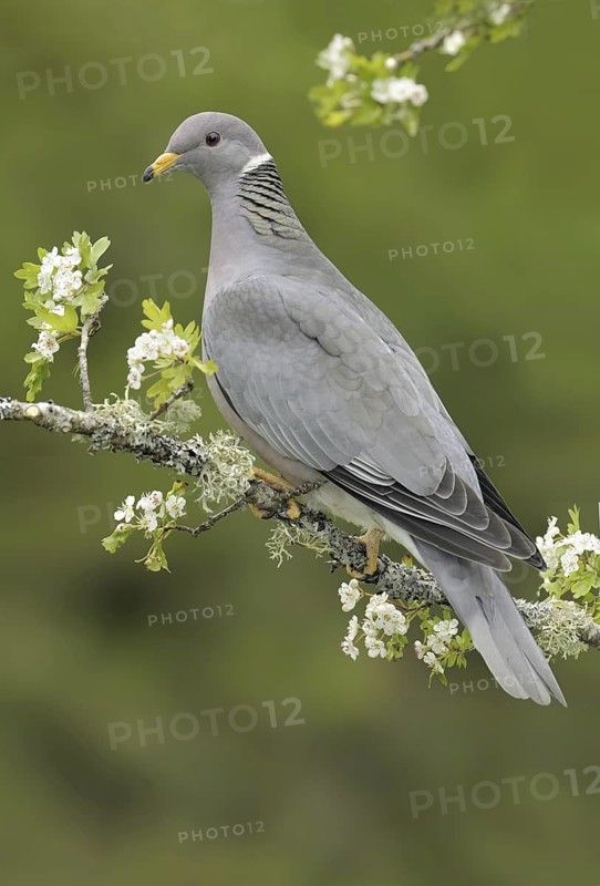 Band-tailed Pigeon (Patagioenas fasciata), British Columbia, Canada