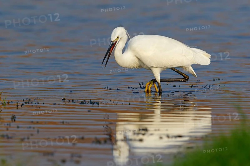 Animals, birds, heron, egret, biotope, habitat, foraging, (Egretta garzetta), Khawr Rawri, Salalah, Dhofar, Oman