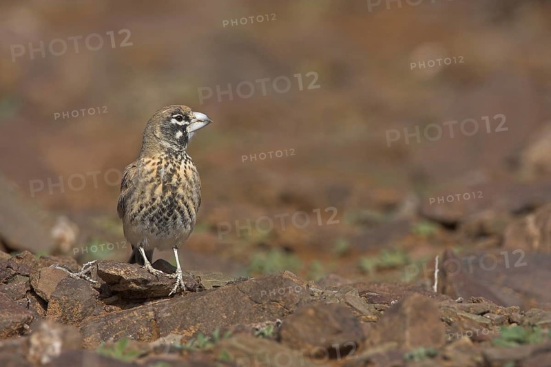 Thick-billed Lark (Ramphocoris clotbey), Morocco