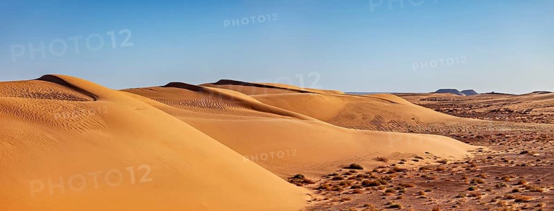Golden sand dunes under a clear blue sky create a tranquil atmosphere, The endless dunes in the Sahara in Algeria