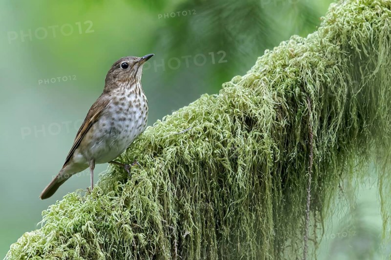Swainson's Thrush (Catharus ustulatus) perched on a branch in Victoria, BC, Canada