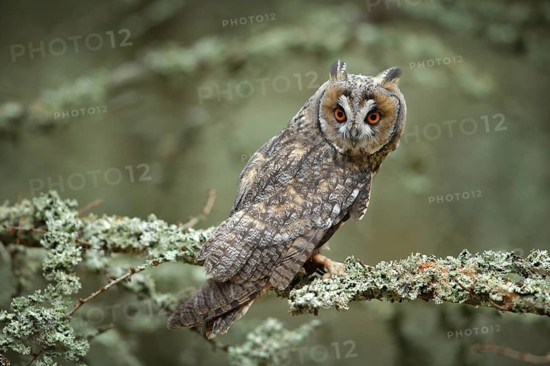 Long-eared Owl sitting on branch in fallen larch forest during autumn. Owl in nature wood nature habitat. Bird sitting on the tree, long ears. Owl hunting, Sweden wildlife Green lichen Hypogymnia physodes