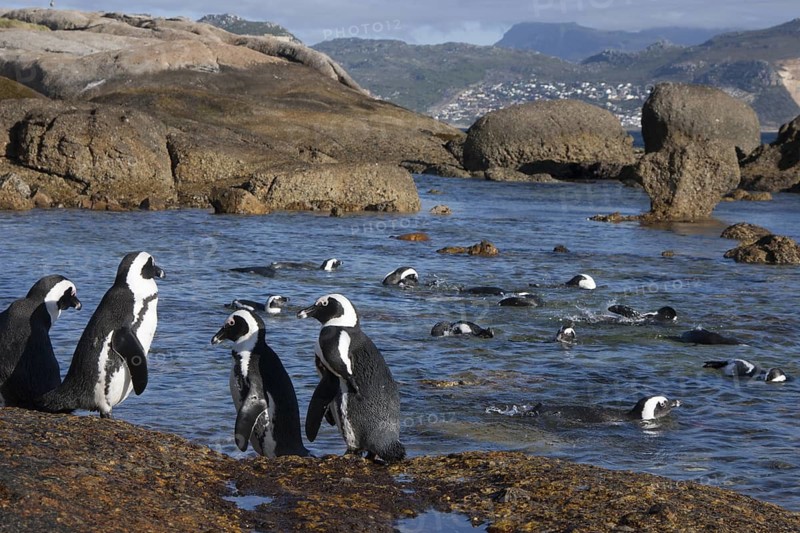 African Penguin (Spheniscus demersus) group on beach, South Africa