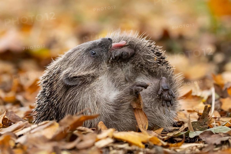 European hedgehog (Erinaceus europaeus) adult animal on fallen autumn leaves, England, United Kingdom