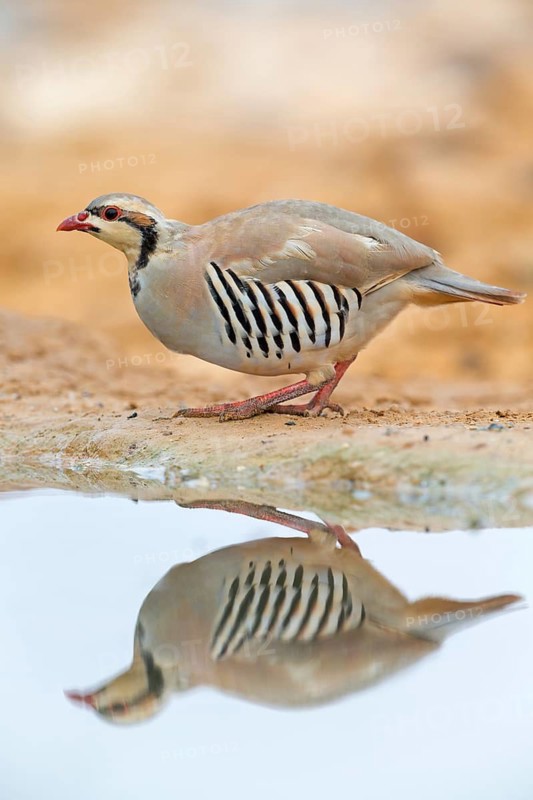 Chukar chicken, Chukar stone chicken, (Alectoris chuka), animals, chickens, chukahens, family of the pheasant-like chicken birds, at the waterhole, Celias Waterhole, Ezuz, HaDarom, Israel