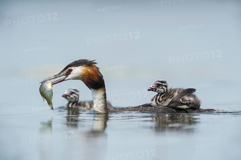 Great Crested Grebe (Podiceps cristatus) with chicks, Piedmont, Italy