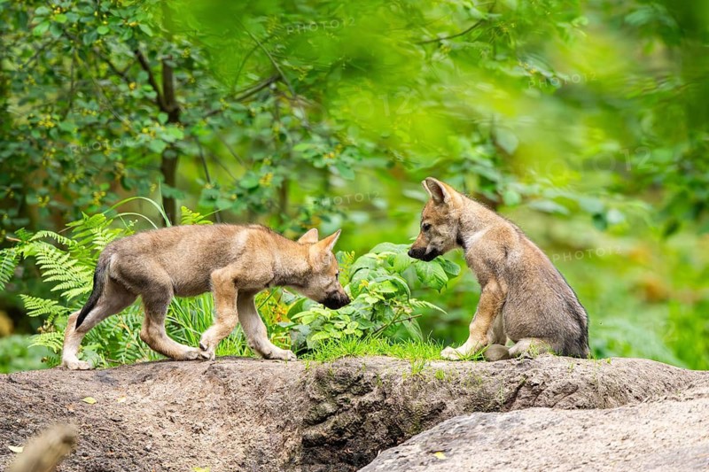 Eurasian wolf (Canis lupus lupus) cubs (youngster) on a little sand hill in the forest, Hesse, Germany