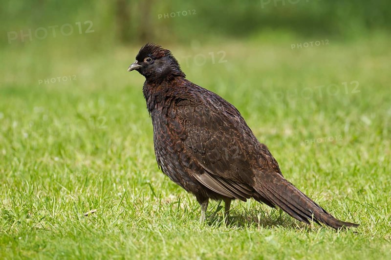 Common pheasant (Phasianus colchicus) adult game bird with a brown colour variation on a graas lawn, Norfolk, England, United Kingdom