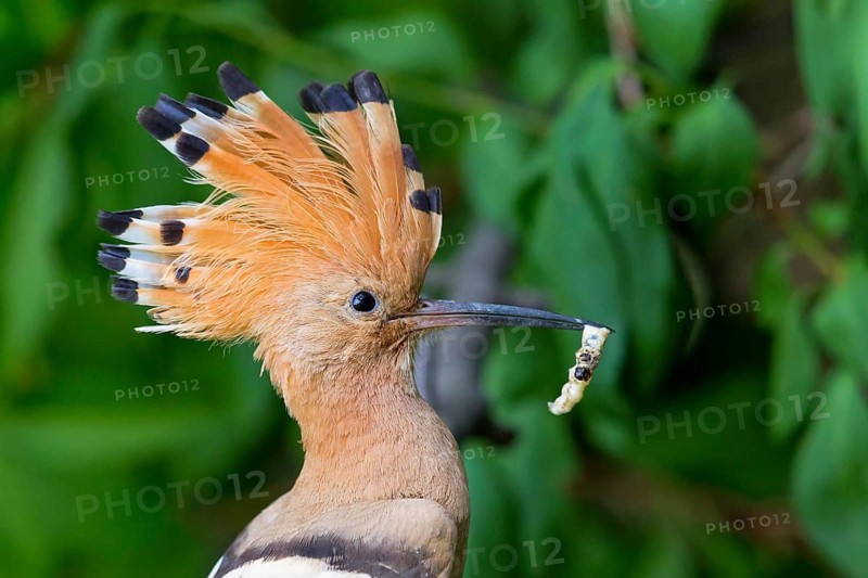 Hoopoe, (Upupa epops), animals, birds, family of tree hoopoes, on perch with prey, Großkarlbach, Bad Dürkheim district, Rhineland-Palatinate, Germany