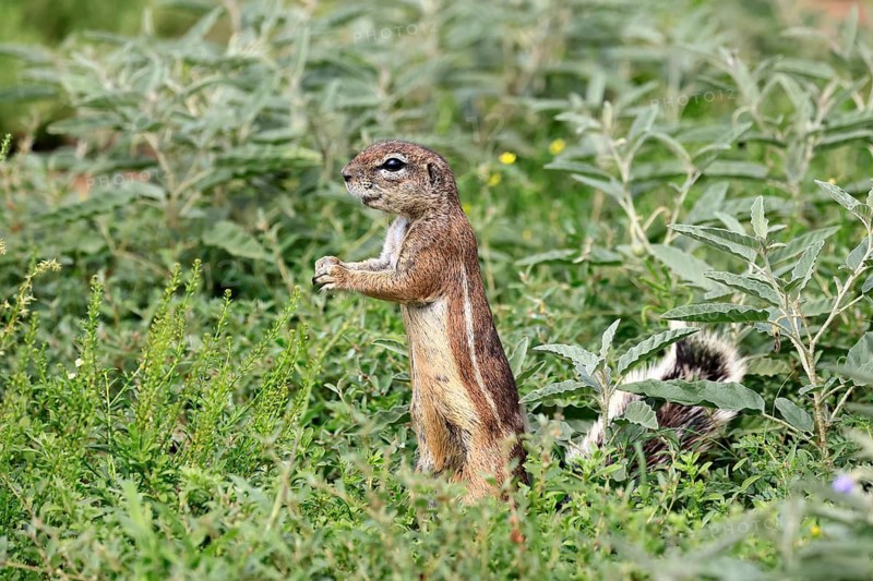 Cape bristle-necked squirrel (Xerus inauris), adult, alert, standing upright, foraging, Mountain Zebra National Park, Eastern Cape, South Africa