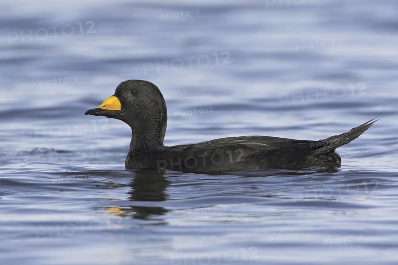 Black Scoter (Melanitta americana), British Columbia, Canada