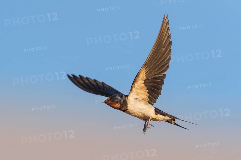 Barn Swallow (Hirundo rustica) flying, Eilat, Israel