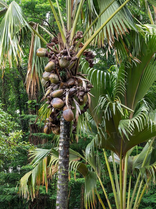 Coco de Mer (Lodoicea maldivica) of the Seychelles palm, Kandy Botanical Gardens, Sri Lanka