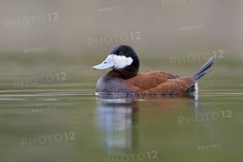 Ruddy Duck (Oxyura jamaicensis), British Columbia, Canada