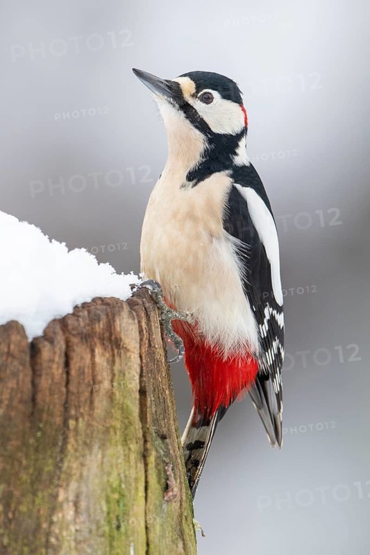 Great spotted woodpecker (dendrocopos major) at the woodpecker forge in the snow, Neuhaus im Solling, Lower Saxony, Germany