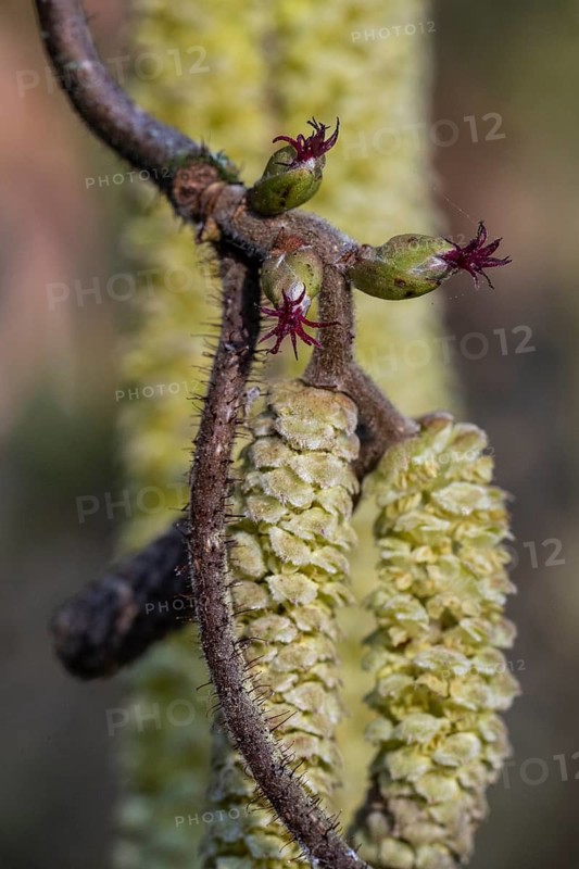 Hazelnut blossoms (Corylus avellana), Emsland, Lower Saxony, Germany