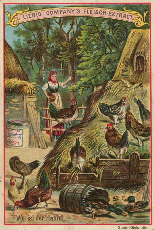 Picture series picture puzzle, Where is the rooster, Liebig picture, digitally restored reproduction of a collective picture from ca 1900, public domain, exact date unknown, Colourful chicken life in a lively chicken yard in the countryside in a summer environment