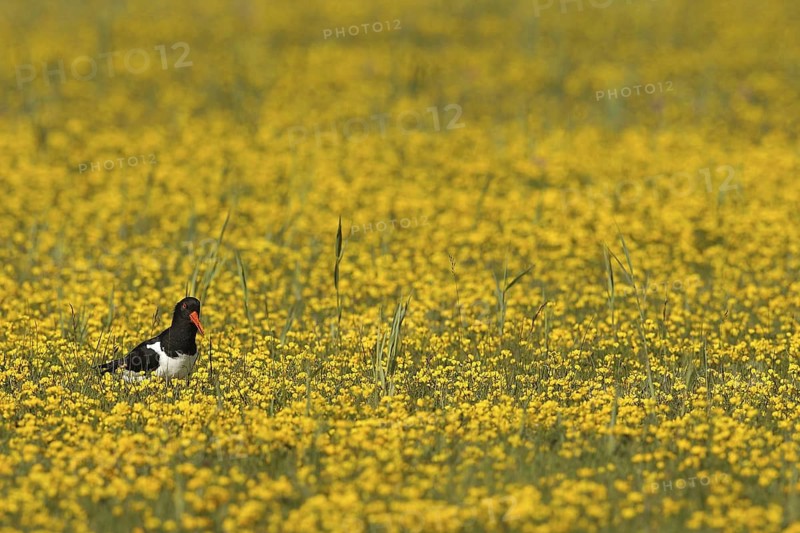Eurasian Oystercatcher (Haematopus ostralegus), Texel, Netherlands