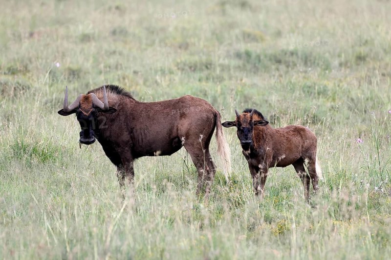 White-tailed wildebeest (Connochaetes gnou), adult, female, mother, young, alert, Mountain Zebra National Park, Eastern Cape, South Africa