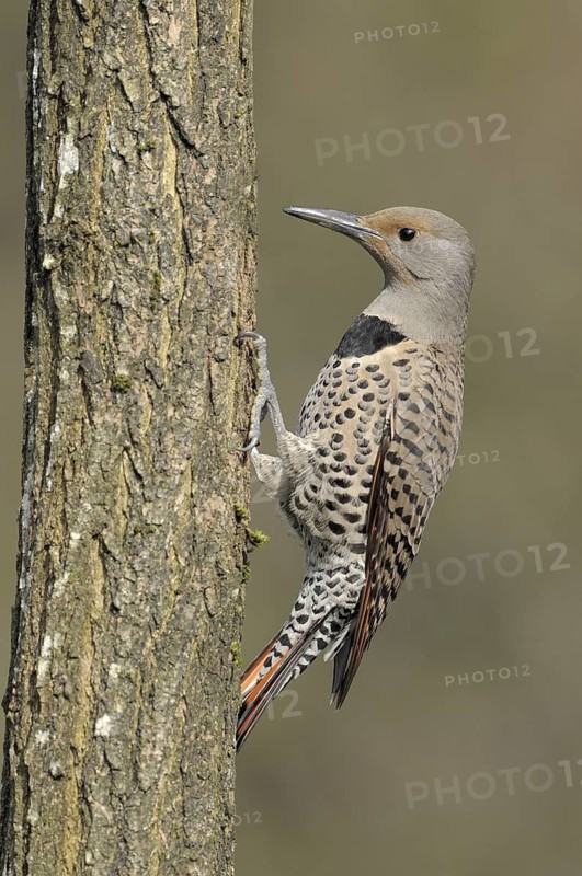 Northern Flicker (Colaptes auratus), British Columbia, Canada