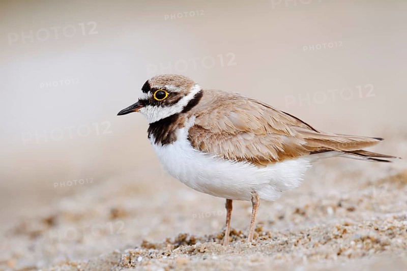 Little Ringed Plover (Charadrius dubius), North Rhine-Westphalia, Germany