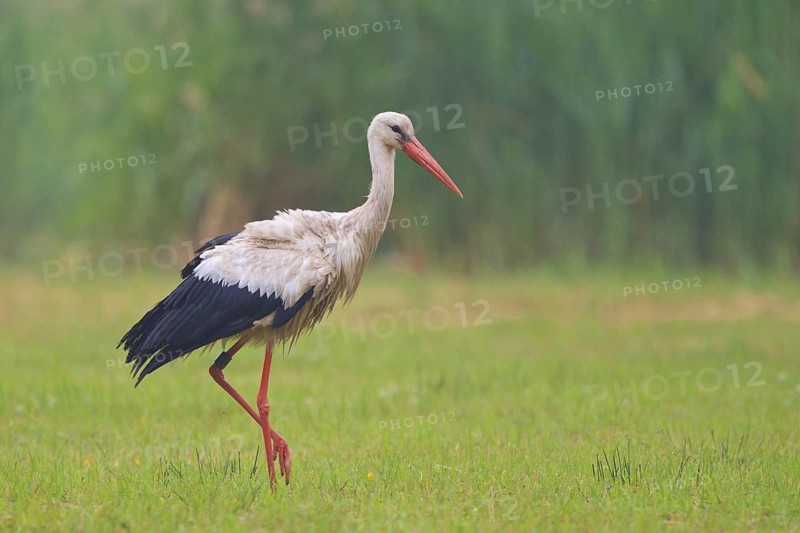 White Stork (Ciconia ciconia) male, North Rhine-Westphalia, Germany