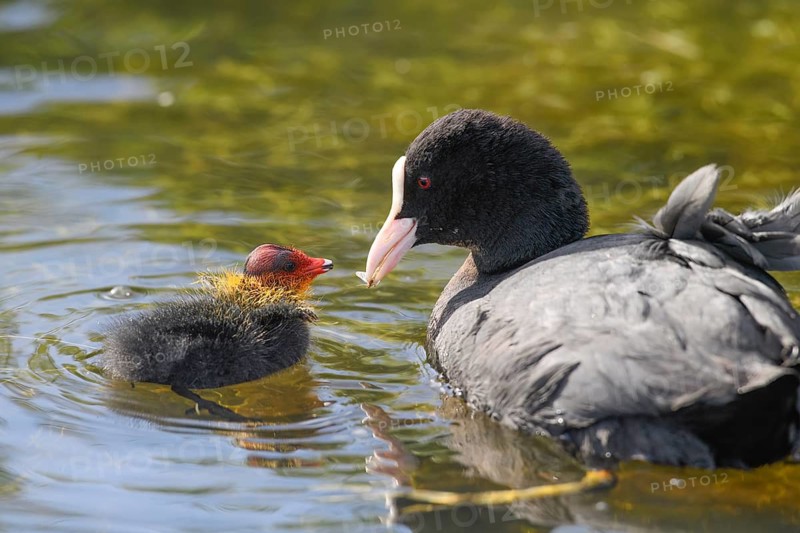 A coot Eurasian Coot (Fulica atra) feeding its young bird, Dümmer nature park Park, Lower Saxony, Germany