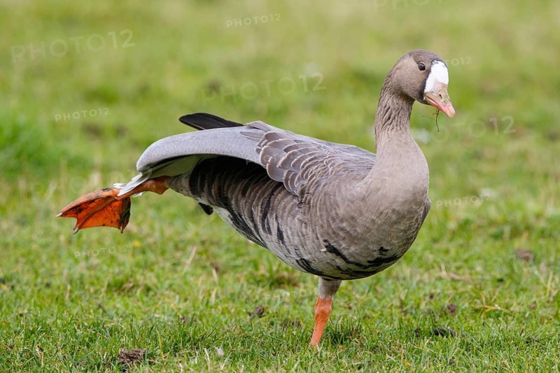 Greater White-fronted Goose (Anser albifrons), North Rhine-Westphalia, Germany