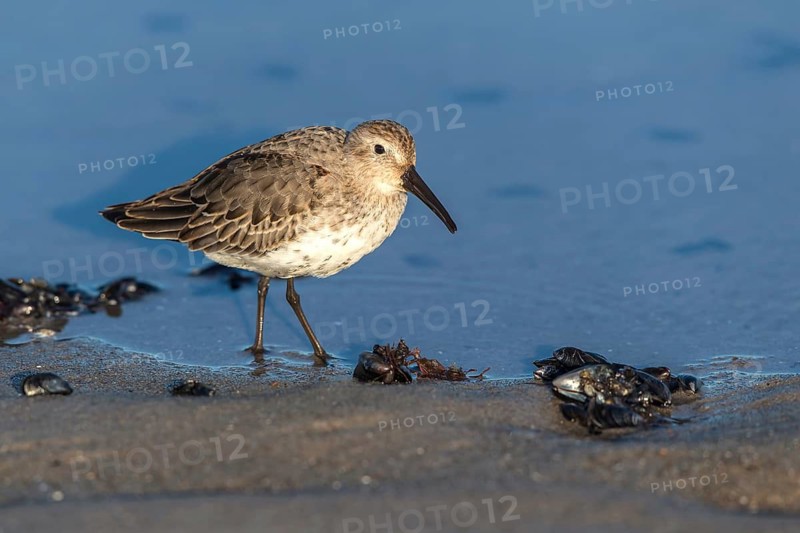 Dunlin (Calidris alpina) foraging on shoreline, Mecklenburg-Western Pomerania, Germany