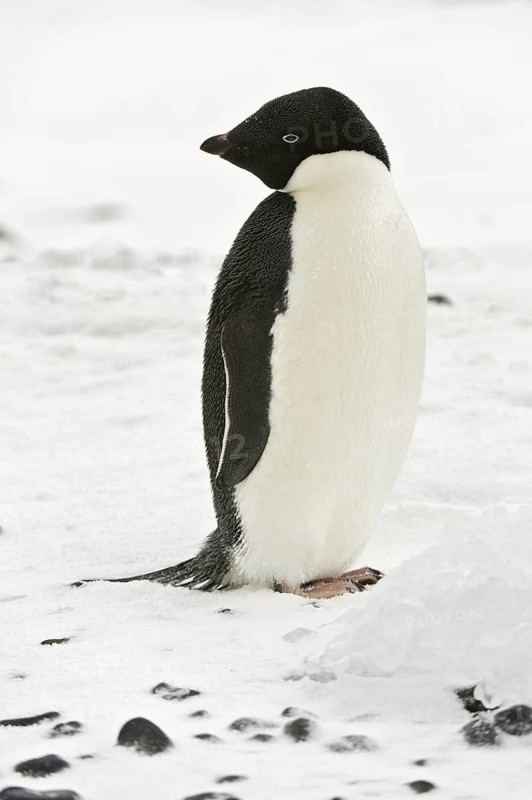 Adelie Penguin (Pygoscelis adeliae), Antarctica