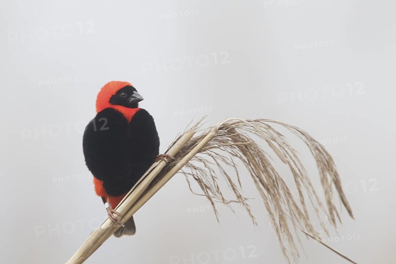 Southern Red Bishop (Euplectes orix) male, Western Cape, South Africa