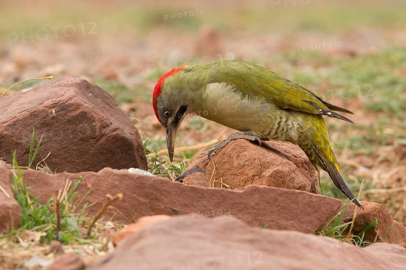 Levaillant's Woodpecker (Picus vaillantii) male, Morocco