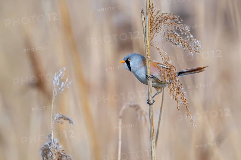 Bearded reedling, bearded tit (Panurus biarmicus) adult male perched on reed stem while foraging among seed heads in reedbed at wetland in spring