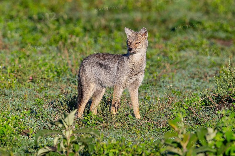 Side-striped Jackal (Canis adustus) Ndutu Aerea Tanzania March