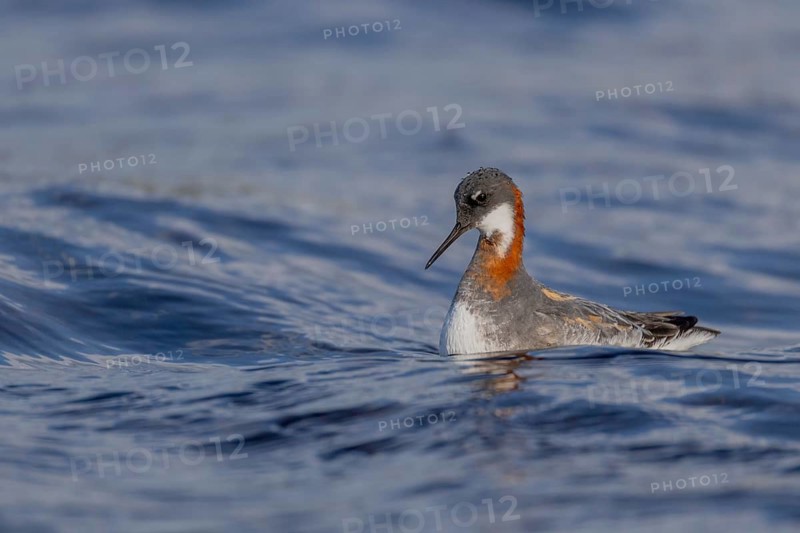 Odin's chicken (Phalaropus lobatus), in splendour, hunting insect larvae, Vadsö, Varangerfjord, Norway