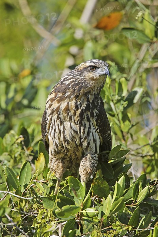 Common Black Hawk Buteogallus anthracinus San Blas, Nayarit, Mexico 30 March Immature Acciptridae