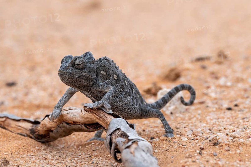 Desert chameleon, Namaqua chameleon (Chamaeleo namaquensis), Namib Desert near Swakopmund, Namibia