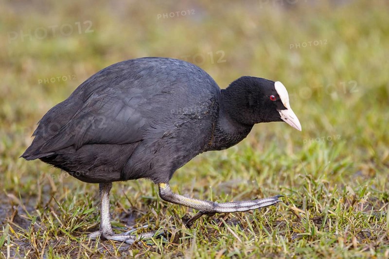 Eurasian Coot (Fulica atra) foraging, Netherlands